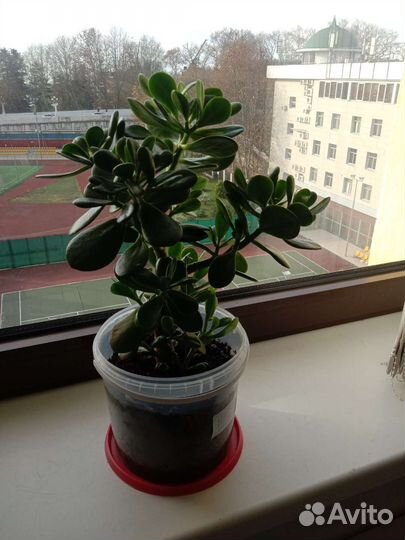 Денежное дерево