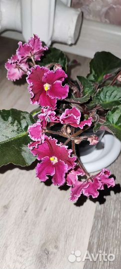 Сортовая фиалка