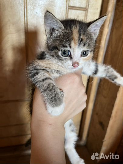 Котята в добрые руки 2,5 месяца