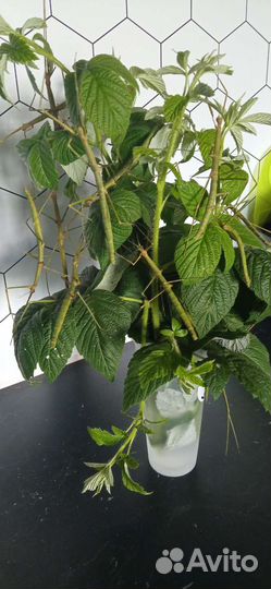 Яйца аннамских палочников