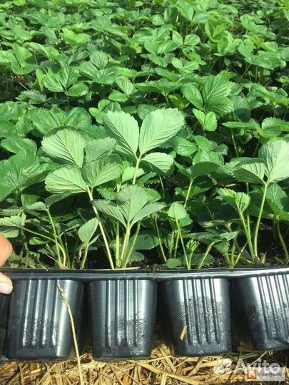 Рассада клубники