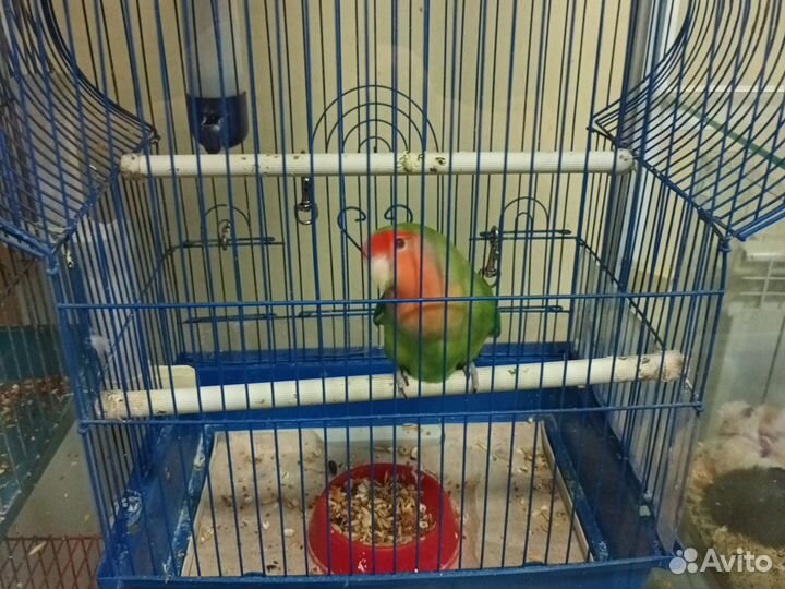 Попугай неразлучник