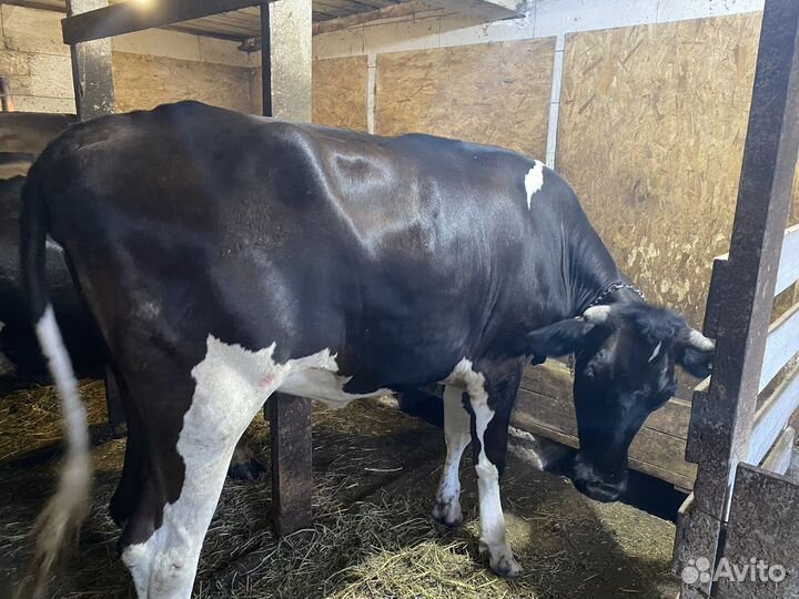 Телка сельная