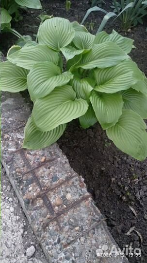 Кусты ромашки