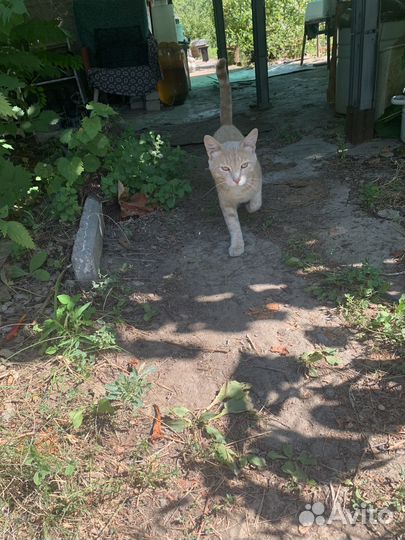 Кот рыжий, потеряшка