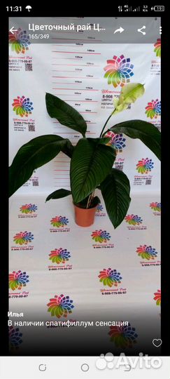 Спатифиллумы в ассортименте по сорту