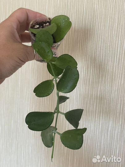 Комнатные растения #2