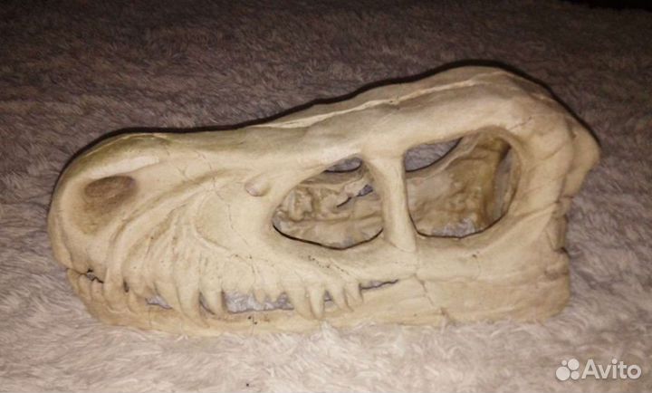 Череп динозавра