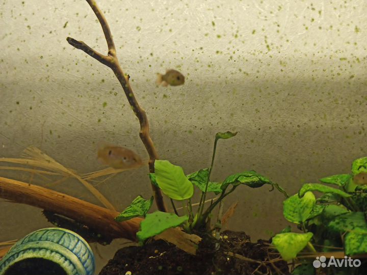 Рыбы цихлиды