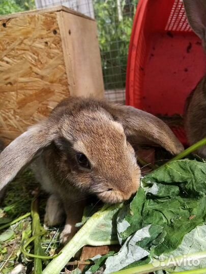 Кролики мясных пород, молодые петушки