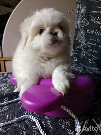 Щенок Пекинес девочка