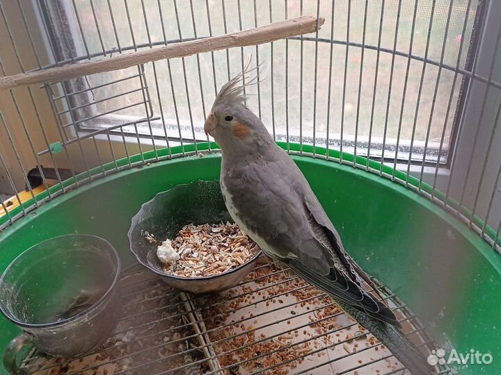 Попугай карелла птенцы