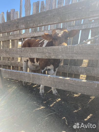 Матки Бараны