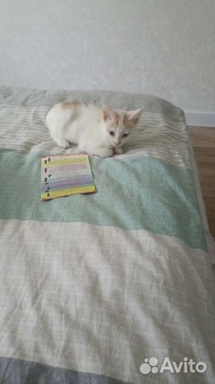 Кошка в дар