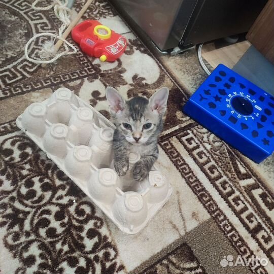 Котята сфинкс браш