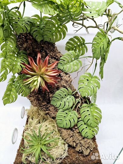 Новый террариум с бананоедом