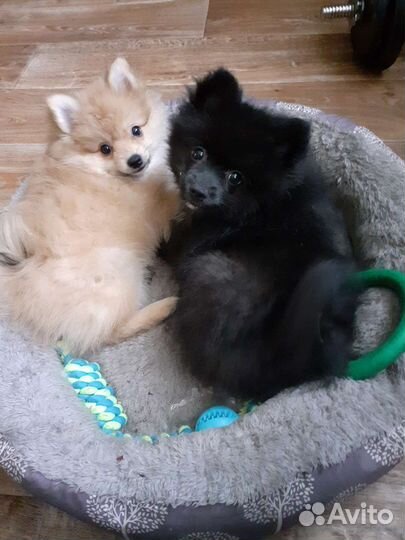 Шпицы. Девочка и мальчик