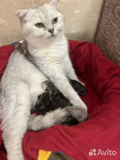 Британская кошка