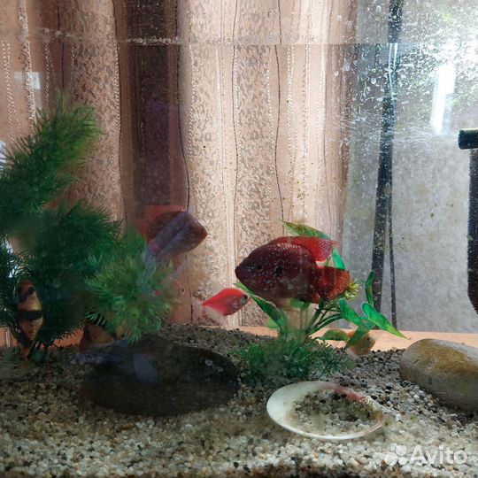 Аквариумные рыбки