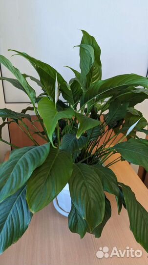 Спатифиллум Время цветения Успевайте