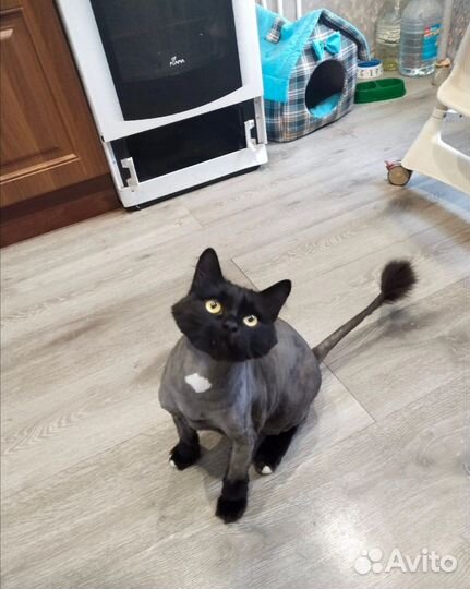 Отдаём котика в добрые руки