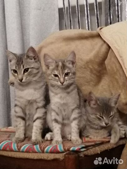 Кошка в дар бесплатно