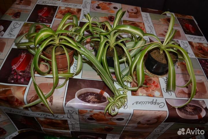 Хлорофитум кудрявый