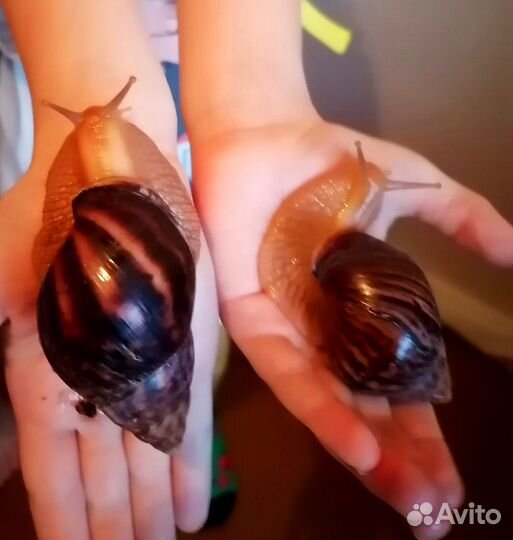Улитки ахатины