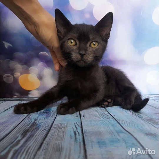 Русская голубая и фенотип бурманской