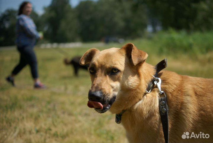 Жак ищет дом (собака из приюта)