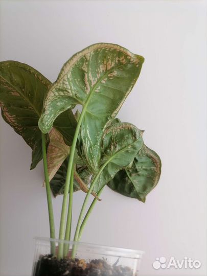 Сингониум пинк мозаик