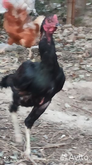 Бойцовский петух