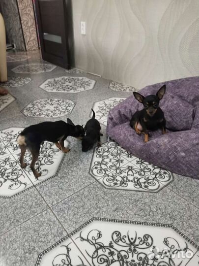 Супер mini той-терьер