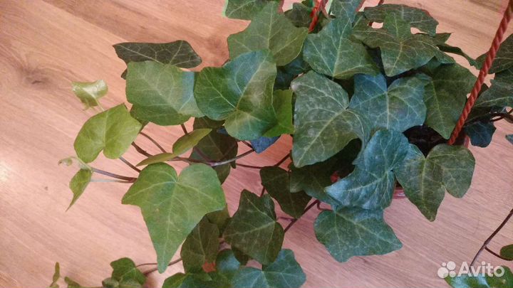 Плюш в подвесном кашпо