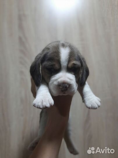 Щенки бигля