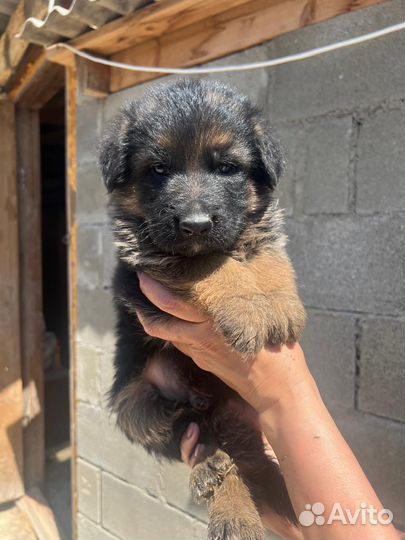 Щенки немецкой овчарки