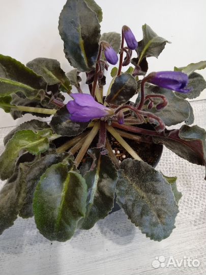 Сенполия(фиалка) -Senks Big Bells