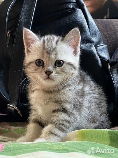 Британская мраморная котята