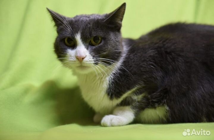 Красавица Мира в поисках дома