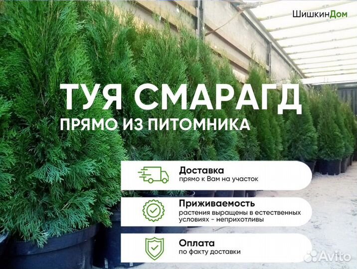 Туя Туи Смарагд 100-120см