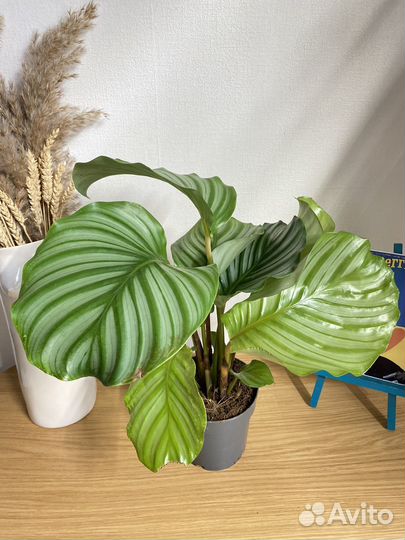 Калатея орбифолия