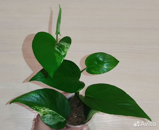 Эпипремнумы (ч.4)