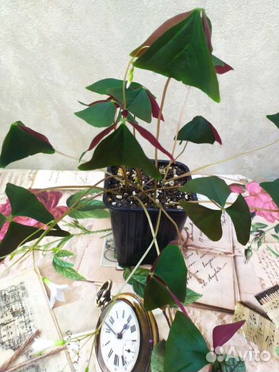 Кислица (оксалис)