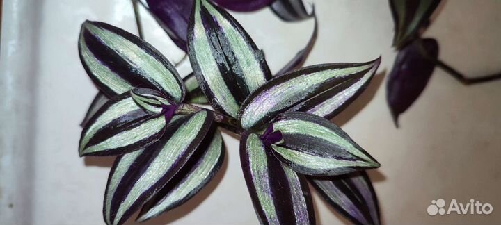 Традесканция