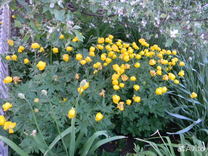 Купальница многолетние растения