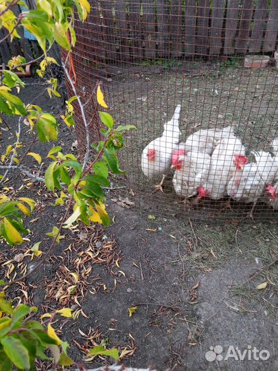 Куры несушки продам