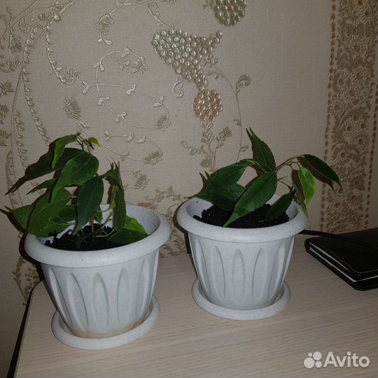 Фикус Бенджамина