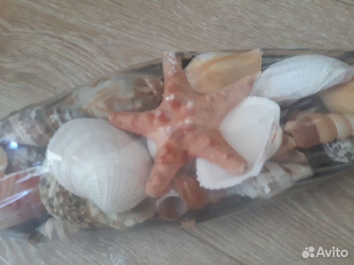 Набор ракушек в корзине