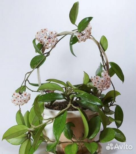 Хойя восковой плющ