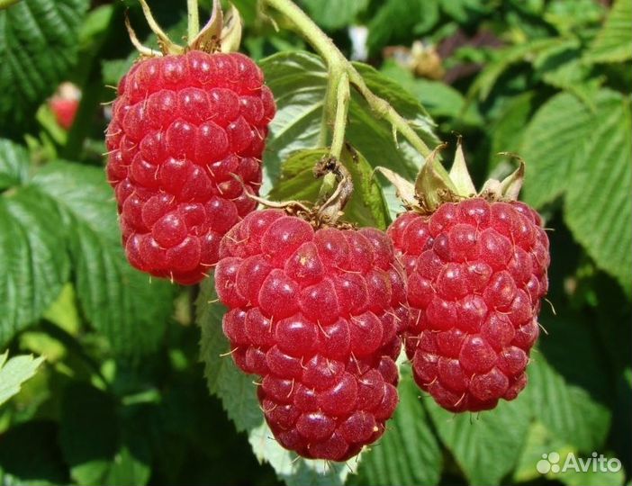 Саженцы малины